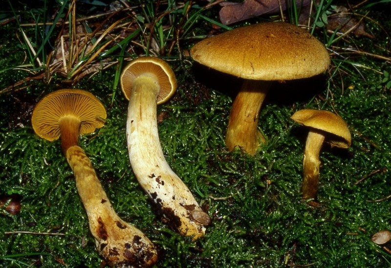 Cortinarius sp.